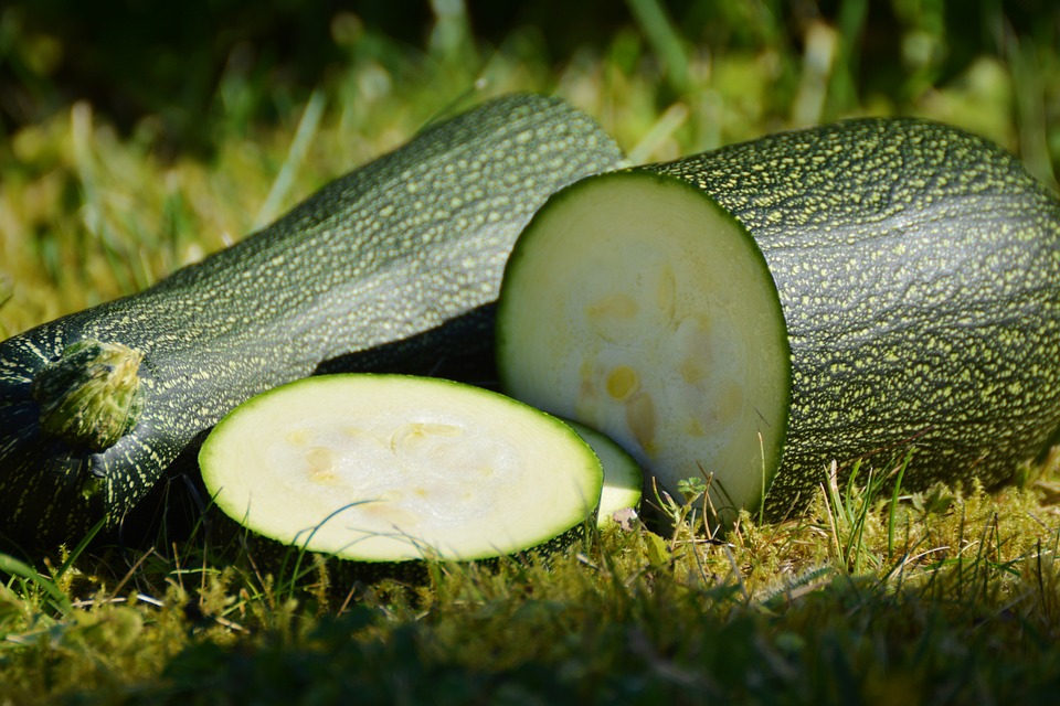 zucchine fresche appena raccolte