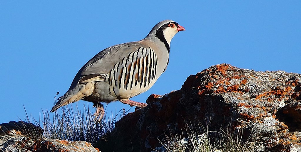 La coturnice, un uccello chiacchierone da cui deriva il detto “Avej la bertavèla”