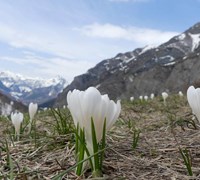 Crocus a Rochemolles - Alberto Blisa.jpg