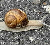 LA CHIOCCIOLA, UNA “LUMACA COL GUSCIO” UTILIZZATA IN GASTRONOMIA ED IN INFORMATICA