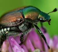 POPILIA JAPONICA: UNA MINACCIA PER LE PIANTE CHE ARRIVA DAL GIAPPONE