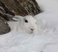 12-04 Mimetismo, lepre variabile in alta valle - Dante Alpe.jpg