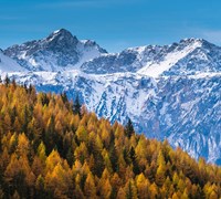 Larici e neve (Rochemolles  Valsusa) - Fulvio Giorgi.jpg