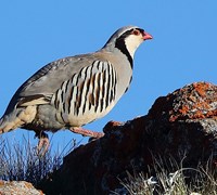 La coturnice, un uccello chiacchierone da cui deriva il detto “Avej la bertavèla”