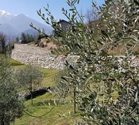 Oliveto Rossetto