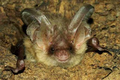 chirottero chirottero.jpg
