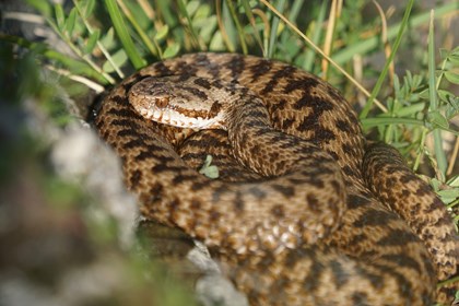 vipera nel bosco.jpg