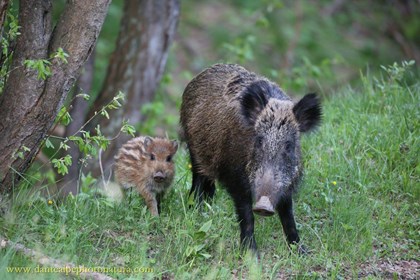 6-2 Femmina di cinghiale con piccolo - Dante Alpe.jpg