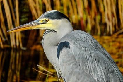 heron-1779147_960_720 heron-1779147_960_720.jpg