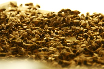 l'unione fa la forza l'unione fa la forza.jpg