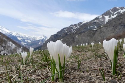 Crocus a Rochemolles - Alberto Blisa.jpg