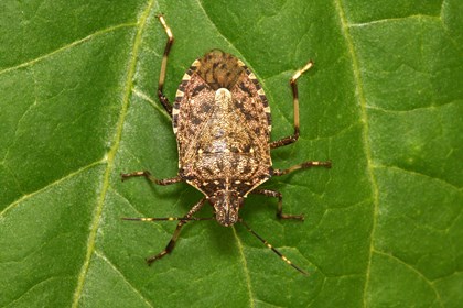 Halyomorpha_halys - .jpg