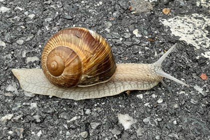 Chiocciola - Sandro Busi LA CHIOCCIOLA, UNA “LUMACA COL GUSCIO” UTILIZZATA IN GASTRONOMIA ED IN INFORMATICA