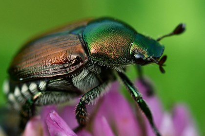 POPILLIA JAPONICA: UNA MINACCIA PER LE PIANTE CHE ARRIVA DAL GIAPPONE