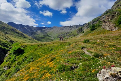 5 si attraversano bellissimi prati fioriti 5 si attraversano bellissimi prati fioriti.jpeg