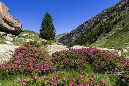 Rododendri in alta valle - Giuseppe Pinin Becchio.jpg