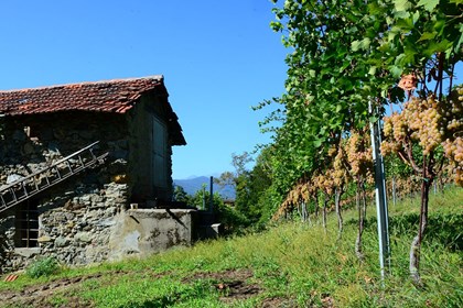 Dal Baratuciat al Passito