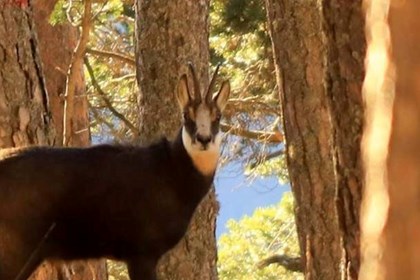 Il camoscio, animale montanaro che ama le pareti rocciose