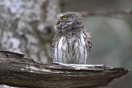 La civetta nana, piccola ma vorace predatrice notturna