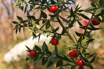 Ruscus_aculeatus3 Ruscus_aculeatus3.jpg