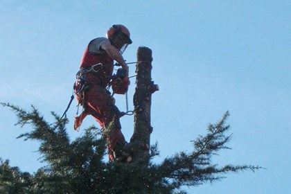 Tree climbing2.jpg