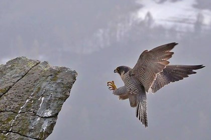 Cover Falco pellegrino in fase di atterraggio - Dante Alpe.jpg