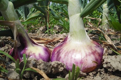 La cipolla dei benedettini è tornata in Valle di Susa