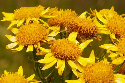 arnica-Foto di Hans Braxmeier da Pixabay .jpg