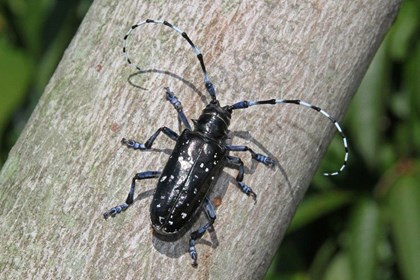 Anoplophora-glabripennis.jpg