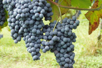 nebbiolo uva.jpg