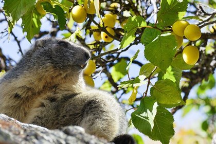 Olio di marmotta.jpg