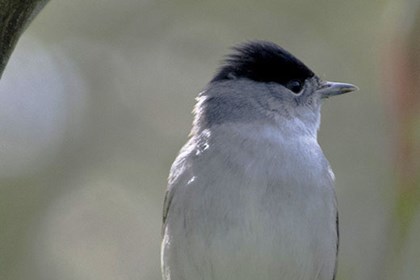 La capinera, un piccolo uccellino astuto e dal canto melodioso