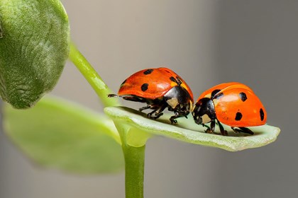 ladybugs-1593406_1280.jpeg