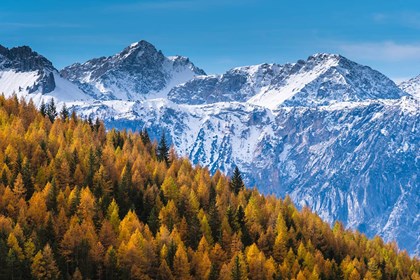 Larici e neve (Rochemolles  Valsusa) - Fulvio Giorgi.jpg