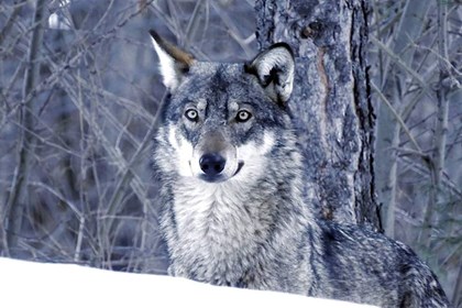 11-07 Nei dintorni di Bardonecchia - Stella Faure_0 11-07 Nei dintorni di Bardonecchia - Stella Faure_0.jpg