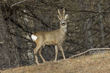 Maschio di capriolo in posa (Parco Orsiera Rocciavre) - Giuseppe Pini Becchio.jpg