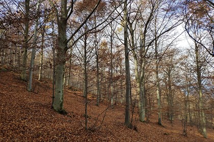Faggeta in autunno Faggeta in autunno.jpg