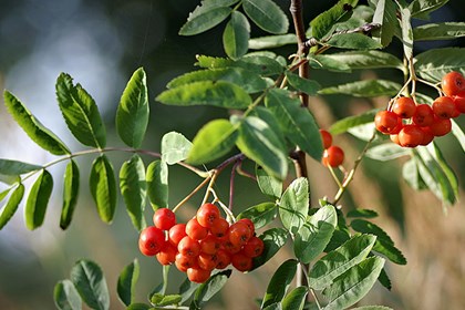 mountain-ash-Foto da Pixabay.jpg