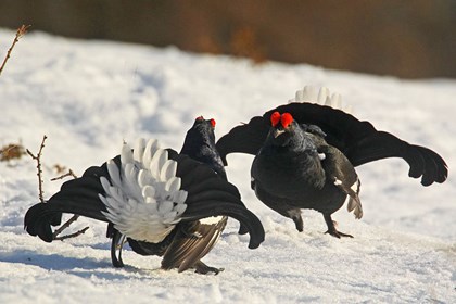 cover Gallo Forcello Sono difficili da vedere, ma in valle ci sono anche loro Foto di Dante Alpe_0.jpg