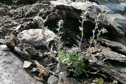 Artemisia_genipi Artemisia_genipi.jpeg