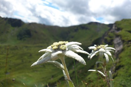 Cover edelweiss-650432_1280 Cover edelweiss-650432_1280.jpg