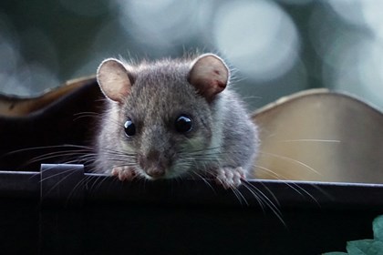 Ghiro su grondaia Ghiro su grondaia.jpg