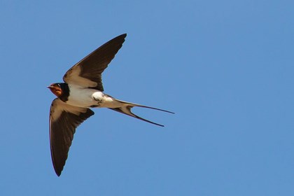 Rondine1 Pixabay Rondine1 Pixabay.jpeg