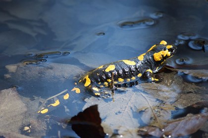 Salamandra pezzata - Pixabay.jpg