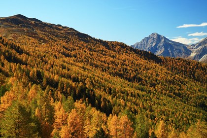 Il "Piccolo Bosco di Salbertrand", che tanto piccolo non è...