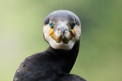 Il cormorano: l’uccello che dopo la pesca deve far asciugare le piume