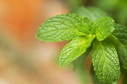 La menta piperita, una ventata di gusto e di freschezza