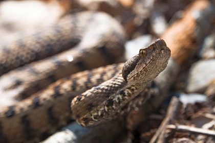 Incontro sul sentiero (vipera) - Dante Alpe.jpg