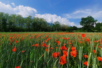 2328-22-05-16 Papaveri e fiordalisi a Chianocco - Alexia Panizza Il papavero, fiore rosso che ricorda i caduti in guerra