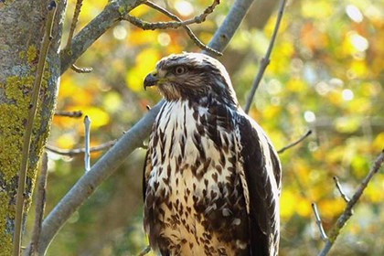 Cover Poiana La poiana, un’aquila in miniatura facile da vedere in volo